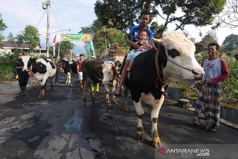 Tradisi Lebaran Sapi di kaki Gunung Merapi