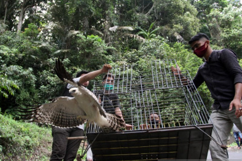 BKSDA Agam Lepaslkan Elang Brontok Dan kukang