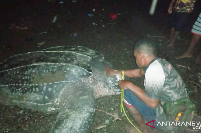 Lima penyu raksasa mendarat bertelur di Raja Ampat
