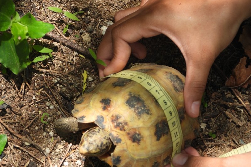 LIPI diminta bantu kura-kura hutan Sulawesi jadi satwa dilindungi