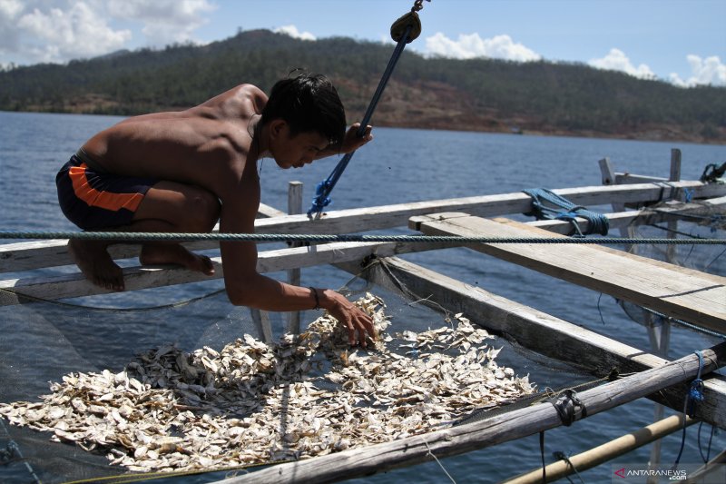 TANGKAPAN IKAN NELAYAN DISEKITAR LOKASI PERTAMBANGAN NIKEL