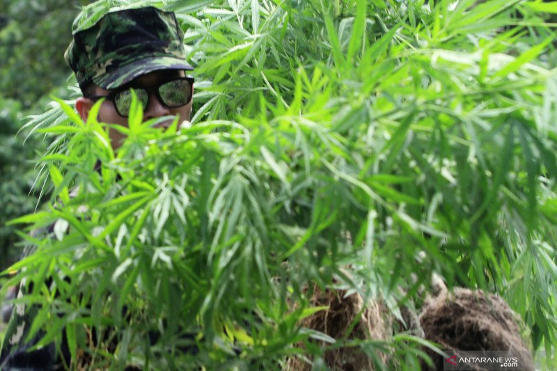 Pemusnahan Ladang Ganja Di Aceh - ANTARA News