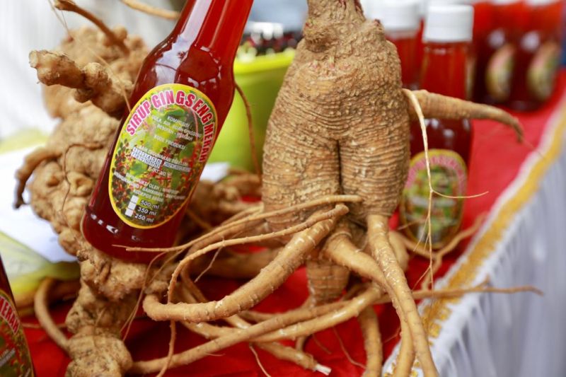 Berikut 6 tanaman herbal untuk jaga daya tahan tubuh