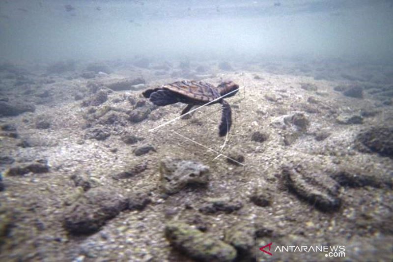 Pelestarian Penyu Sisik Di Pulau Sabira Kepulauan Seribu