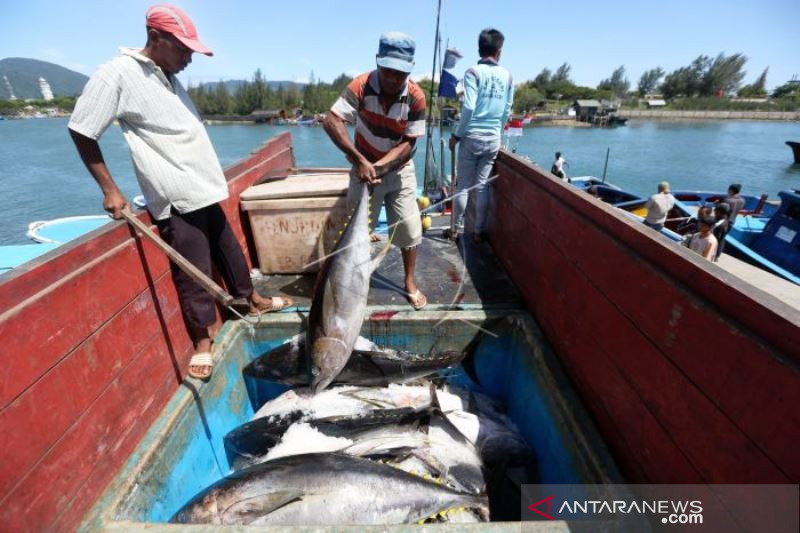 Ikan Tuna Kualitas Ekspor