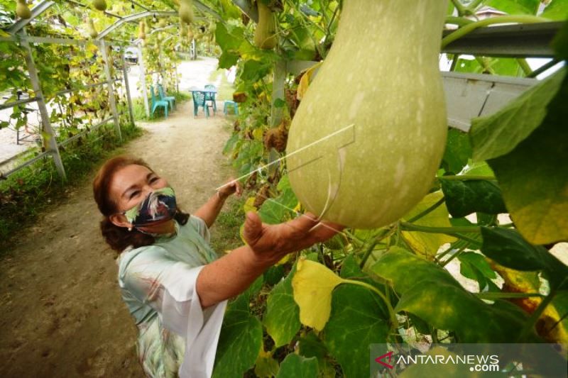 Agrowisata petik buah labu Payakumbuh