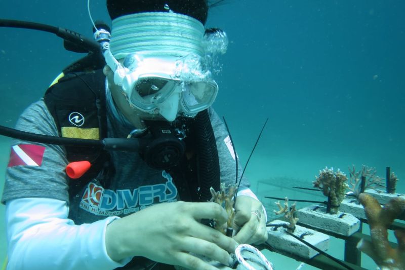 Rayakan HUT ke-75, BNI tanam ribuan terumbu karang di Likupang