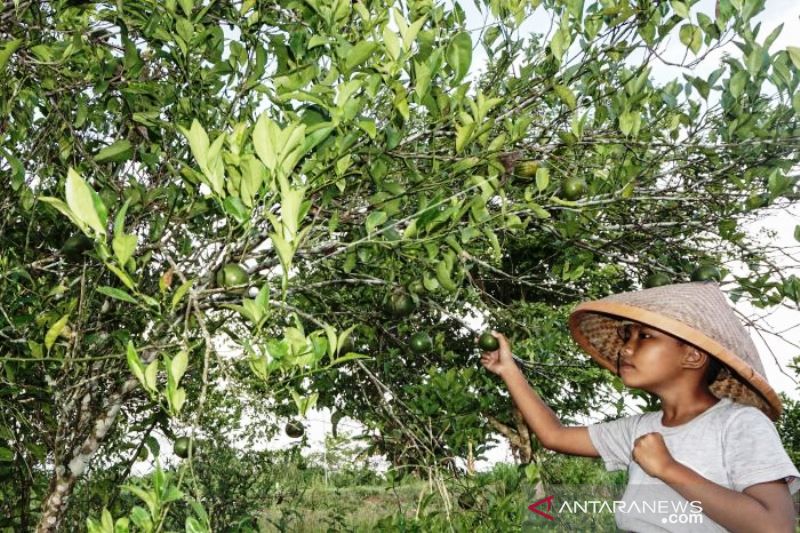 Naiknya Harga Jeruk Manis Lokal Keerom Papua