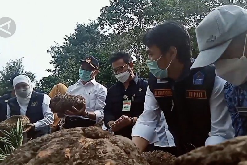 Dua menteri lakukan panen porang di Madiun