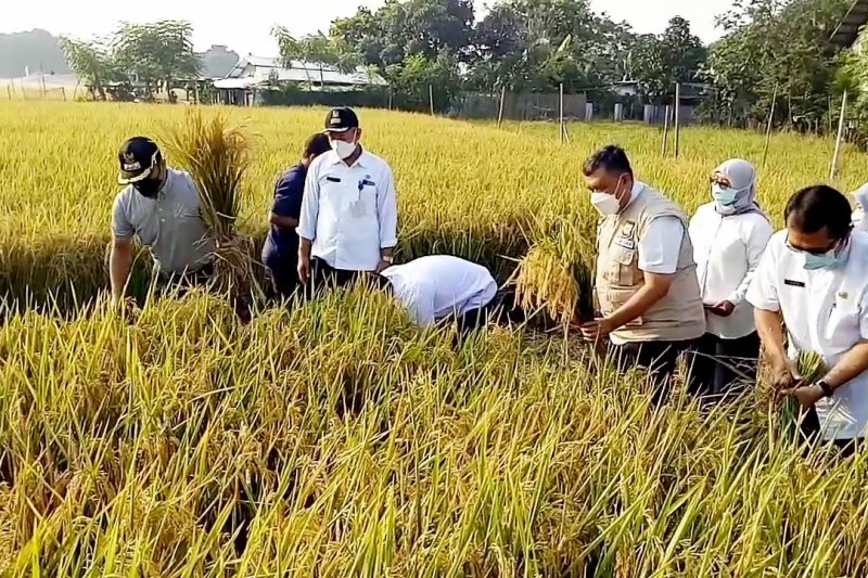 Pemkot Tangerang panen padi bersama warga