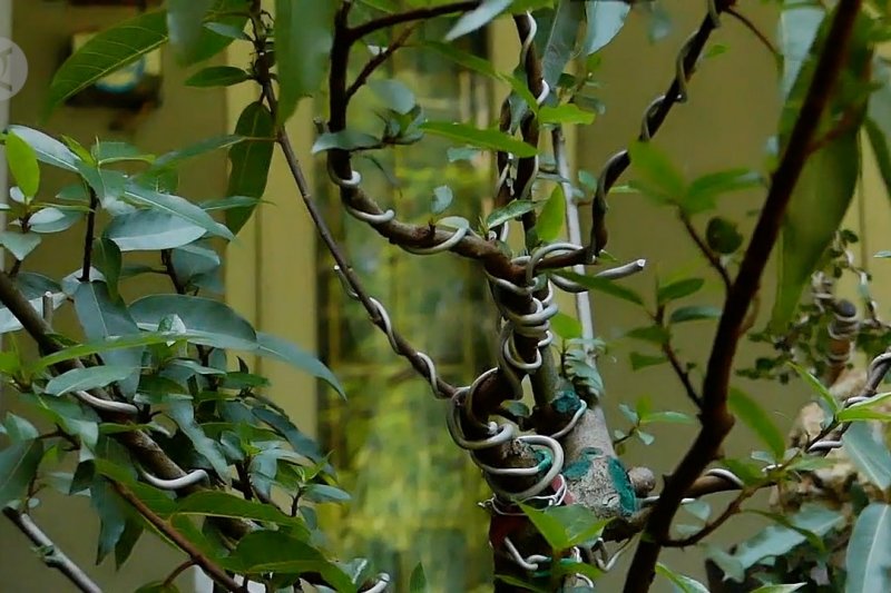 Meraup banyak rupiah dari budi daya bonsai