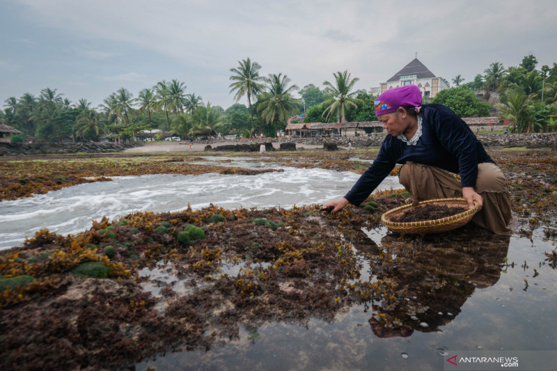 KKP dorong riset pemanfaatan limbah pengolahan komoditas rumput laut