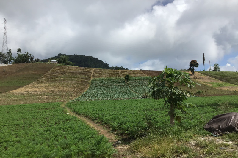 Lahan holtikultura Rurukan Tomohon