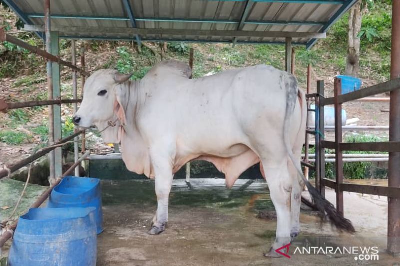 Malaysia datangkan sapi dari Thailand cukupi kebutuhan Idul Adha
