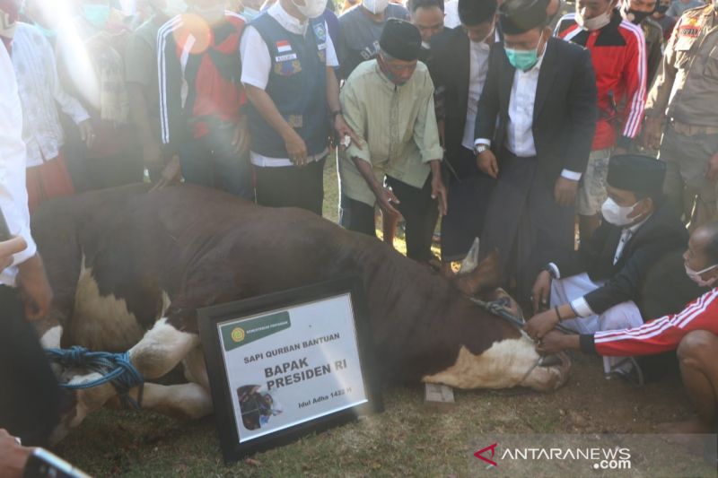 Presiden Jokowi beli sapi kurban dari peternak Lombok Timur