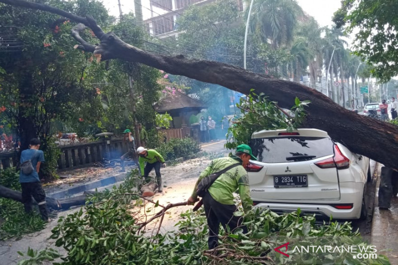Jakarta Barat pangkas 1.068 pohon untuk antisipasi musim hujan