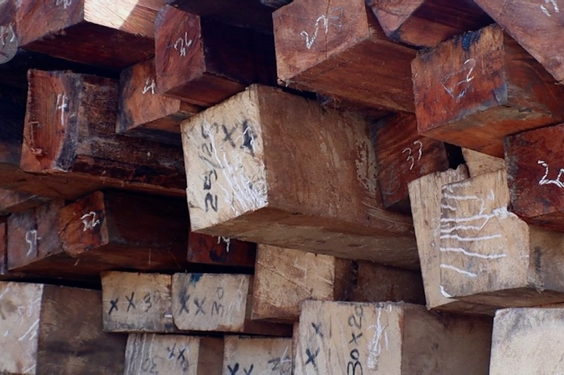 SPORC Kalbar gagalkan penyelundupan ratusan batang kayu asal Kapuas Hulu