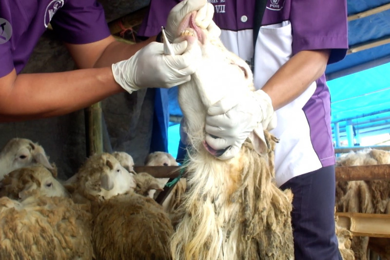 DKPP Jember sidak tempat penjualan hewan kurban