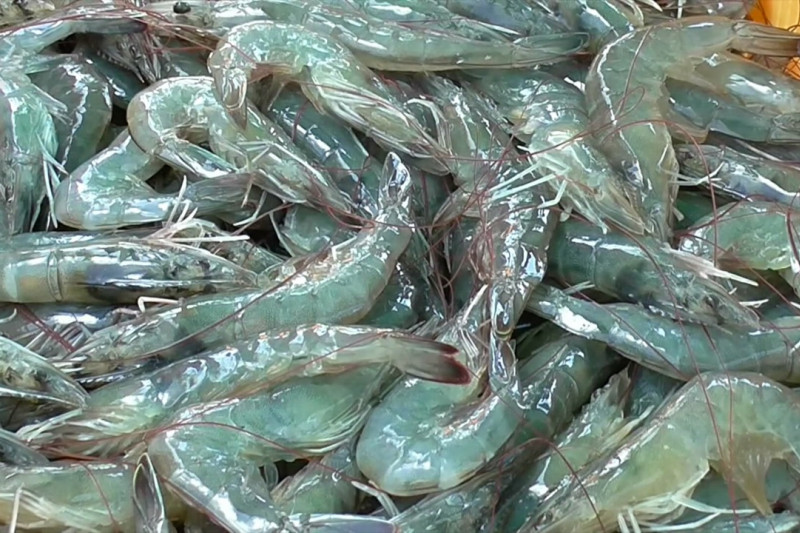 Kalteng lakukan percepatan pembangunan kawasan tambak udang vaname