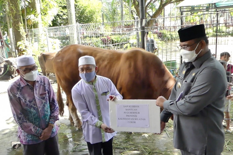 Penyerahan sapi kurban bantuan presiden untuk warga Kalsel
