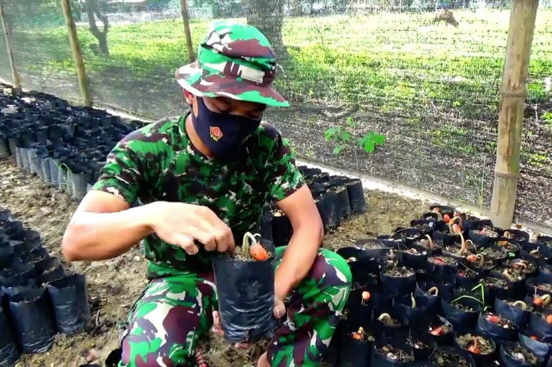 Prajurit TNI kembangkan bibit tanaman buah di lahan tidur