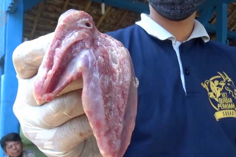 Dinas Pertanian Kota Madiun: waspada hati daging Kurban