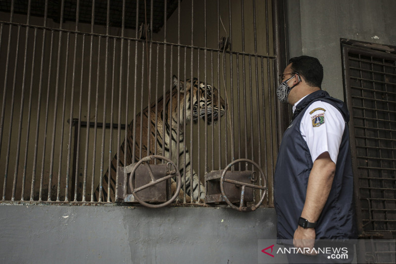 Anies Baswedan mengecek langsung harimau yang terpapar COVID-19