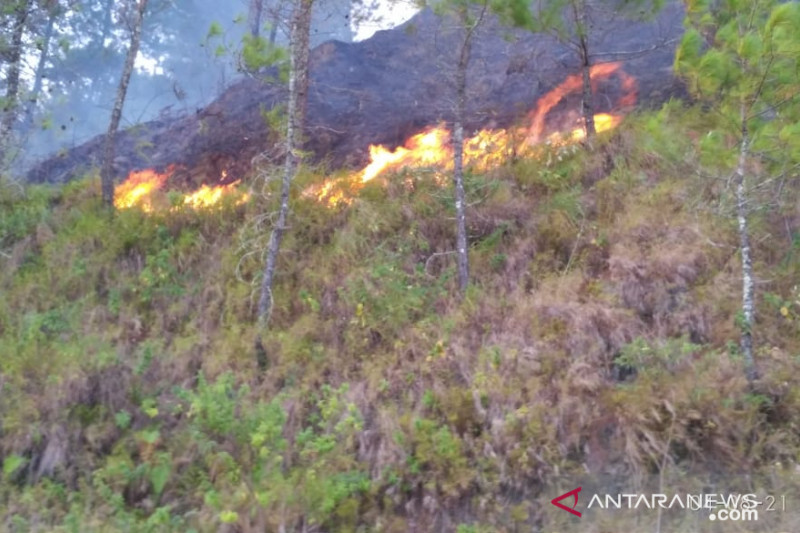 Belasan hektare lahan warga di dataran tinggi Aceh Tengah terbakar