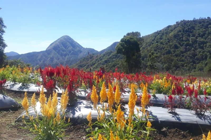 Pesona destinasi “Wisatani Garden” di kaki Gunung Rinjani