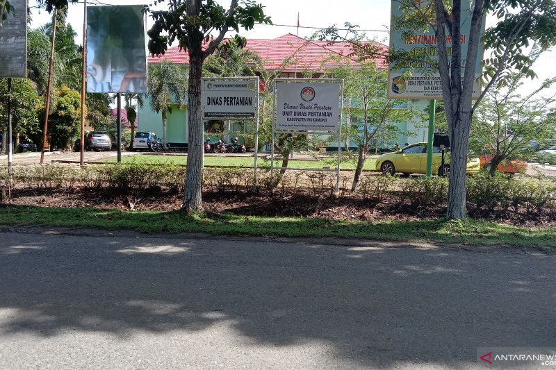 Harga tandan buah segat sawit di Mukomuko masih stabil