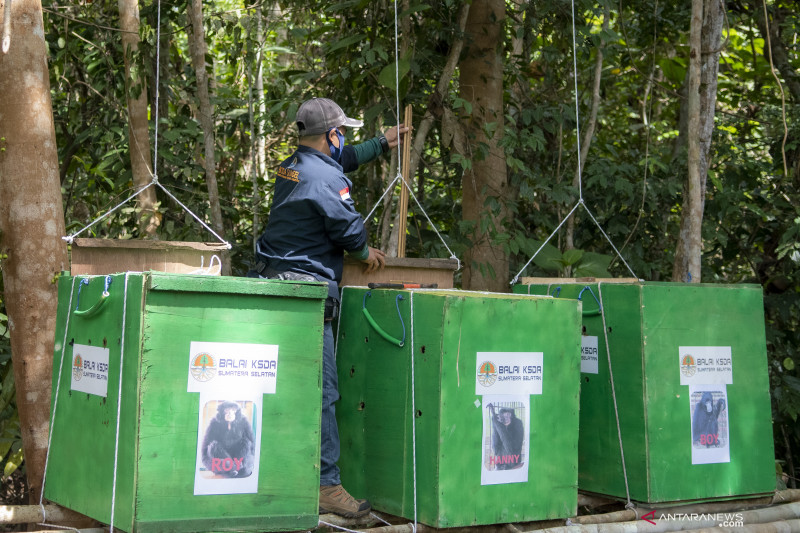 Pelepasliaran Siamang Di Kawasan Suaka Margasatwa Dangku