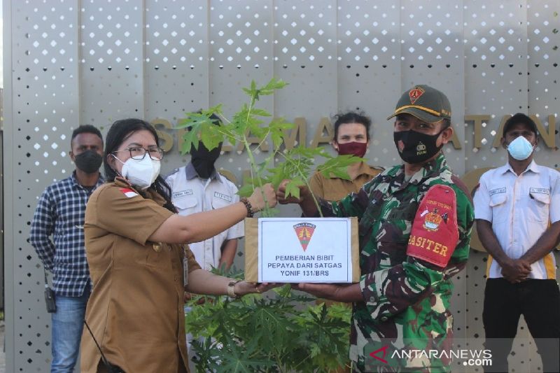 Satgas TNI tanam 500 pohon pepaya California di perbatasan RI-PNG