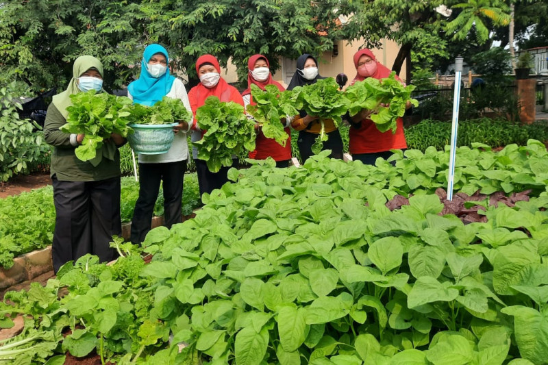 BPP Ujung Menteng panen 190 kilogram sayur hasil