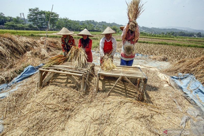 Kemarin, beras surplus 3,73 juta ton hingga peran vital industri RI
