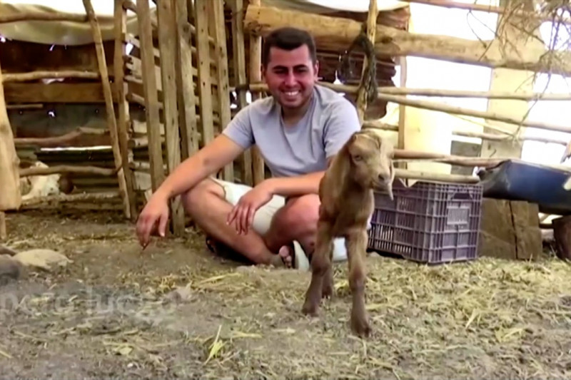 Di kebakaran hutan Turki, dua bayi kambing lahir selamat