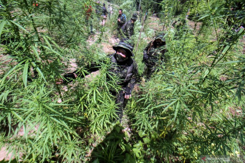 Operasi pemusnahan ladang ganja