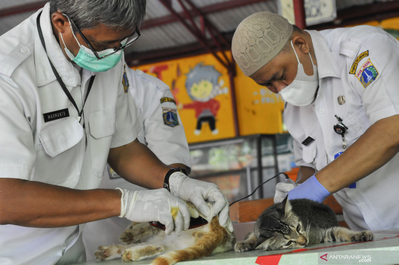 Sterilisasi kucing di Jakarta