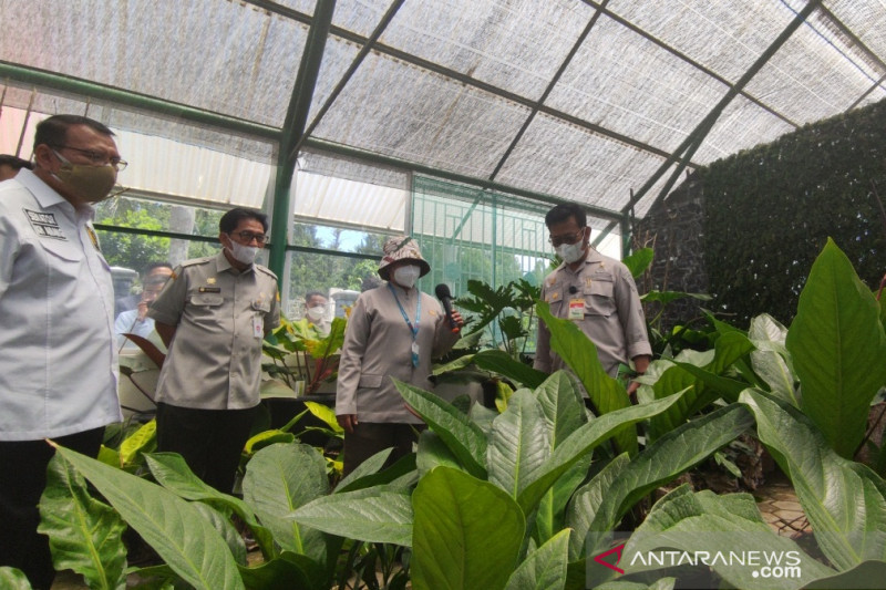 Kementan bagikan 50 ribu bibit tanaman hias ke petani