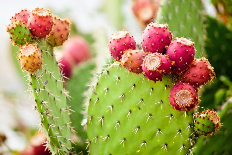 Manfaat ekstrak buah kaktus bagi kesehatan kulit