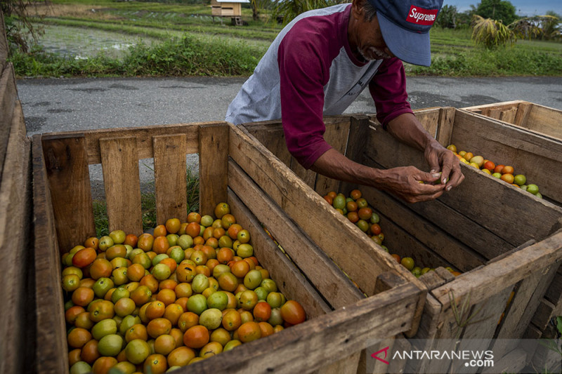 Harga Tomat Naik Akibat Cuaca