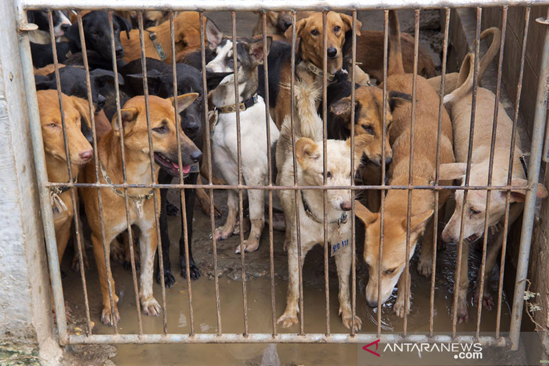 Pasar Jaya benarkan oknum pedagang jual daging anjing di Pasar Senen