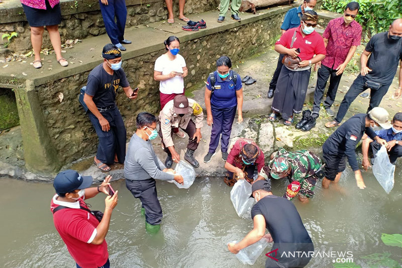 Dinas Perikanan Badung tebar 1,7 juta benih ikan selama 2021