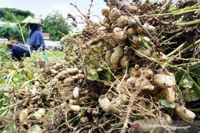 Panen Kacang Tanah di Blitar