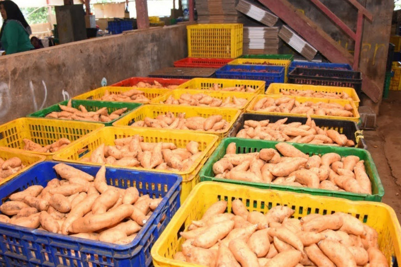 mengenal-nutrisi-ubi-cilembu