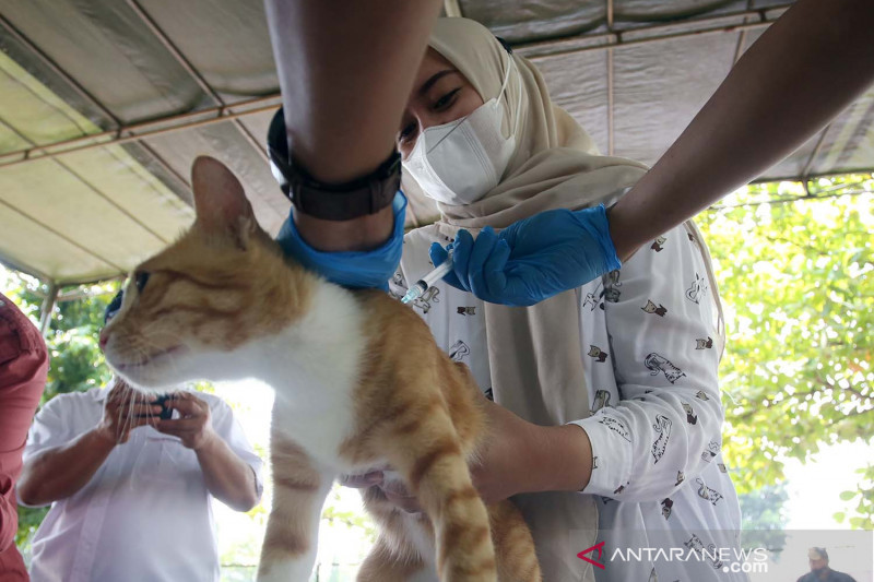 Vaksin rabies gratis di Jakarta - ANTARA News