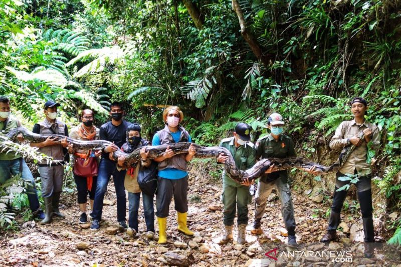 BBKSDA Riau lepasliarkan ular piton dengan panjang 9 meter
