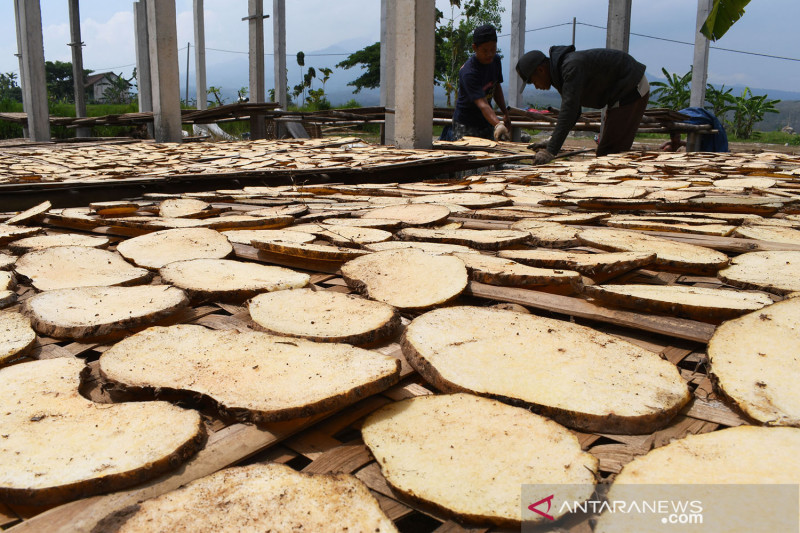 Produksi chips Porang kering