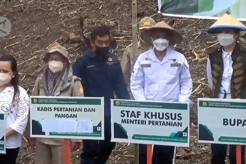 Kementan tanam perdana jagung inovasi BPTP di Poso