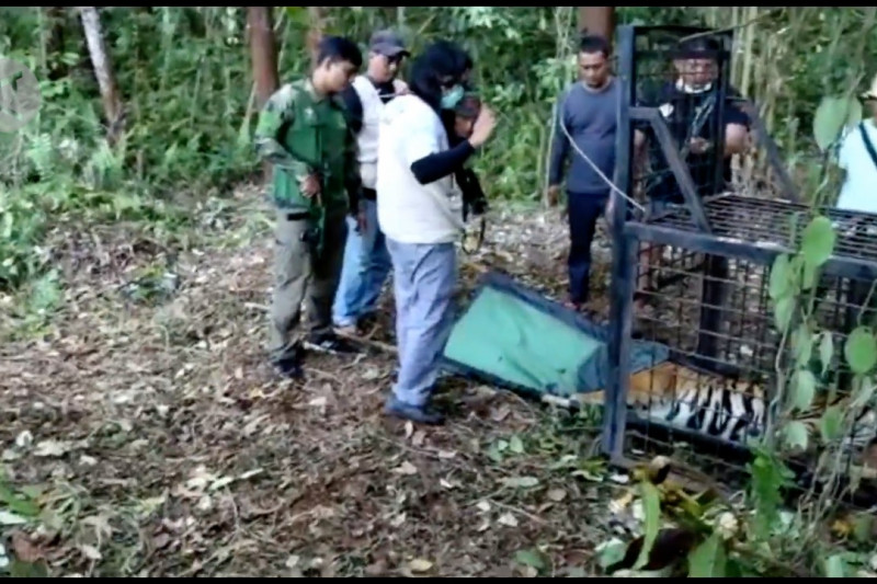 Tim gabungan evakuasi harimau Sumatera dari ancaman konflik