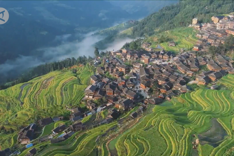 Melihat pemandangan musim panen padi dari udara di Guizhou